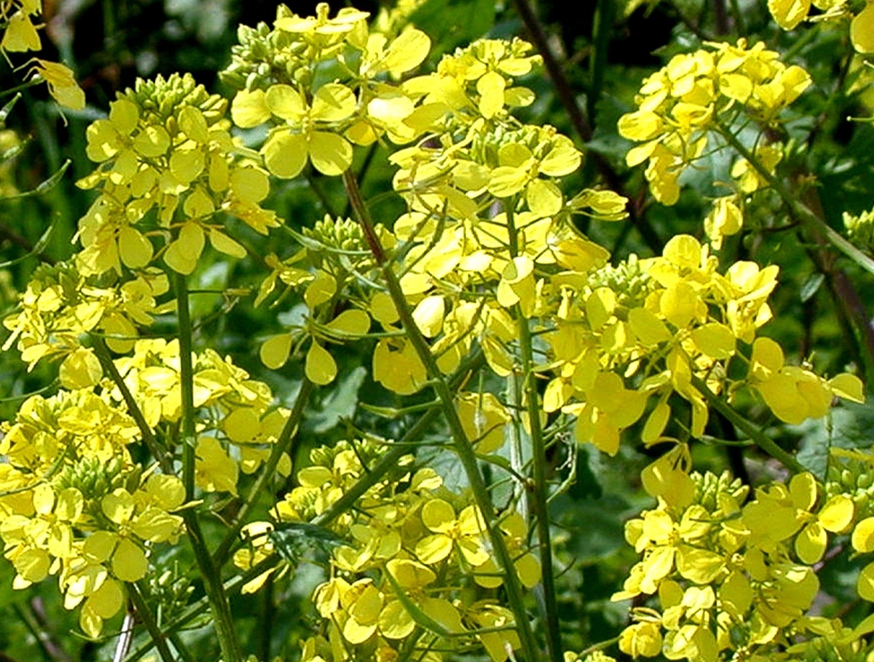 markirovka