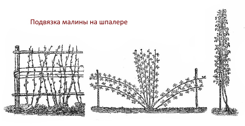 готовые огурцы через два месяца