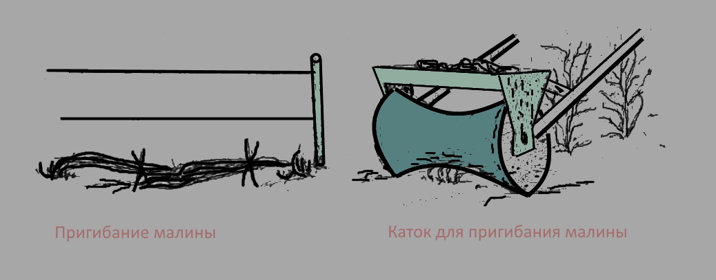 готовые огурцы через два месяца