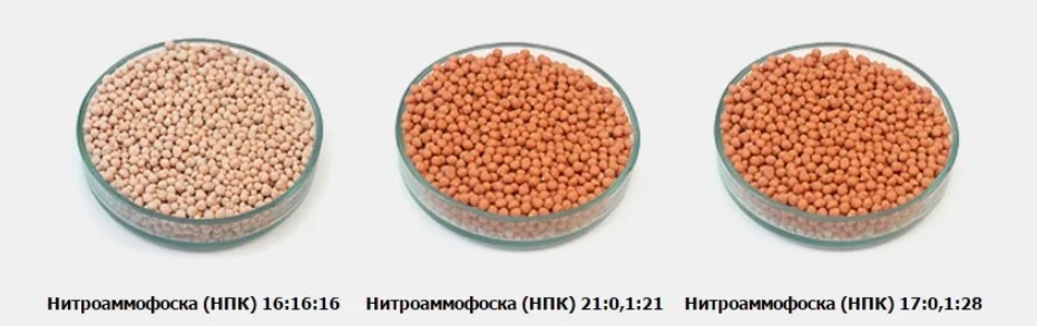 торт вид с верху
