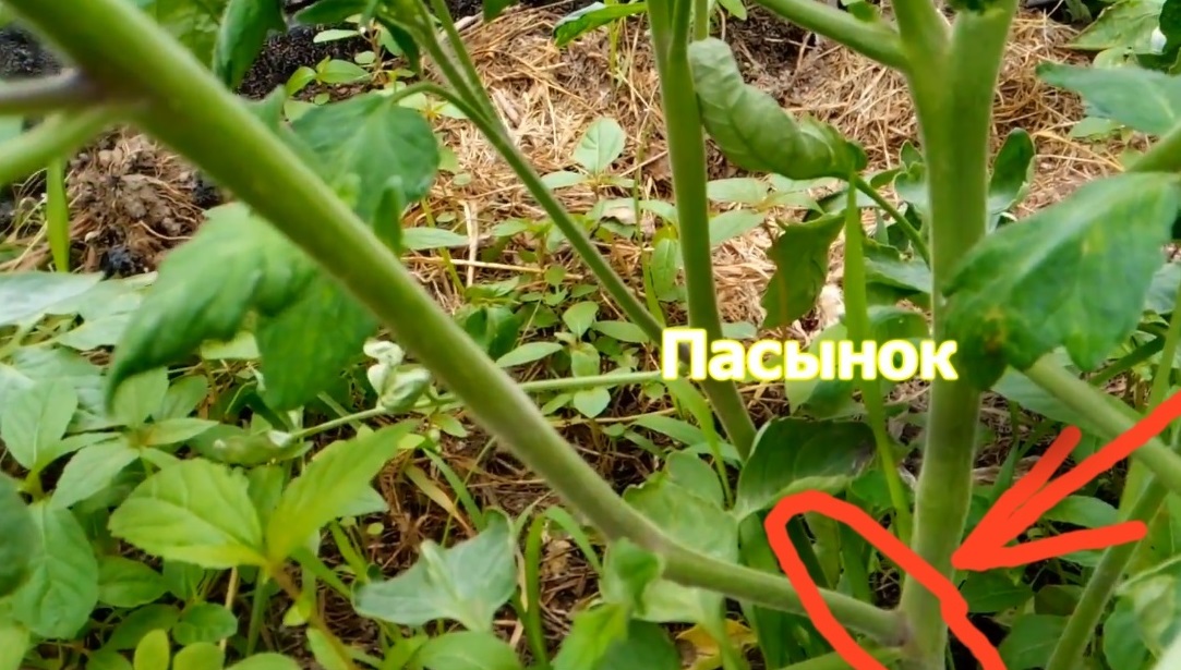 Пасынок помидора, который будет использоваться для рассады
