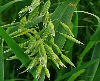markirovka